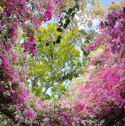 适合中秋后播种的花卉有哪些？这些花卉的养护要点是什么？