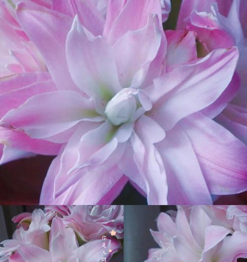 插枝种植紫色百合的步骤是什么？如何确保成活率？