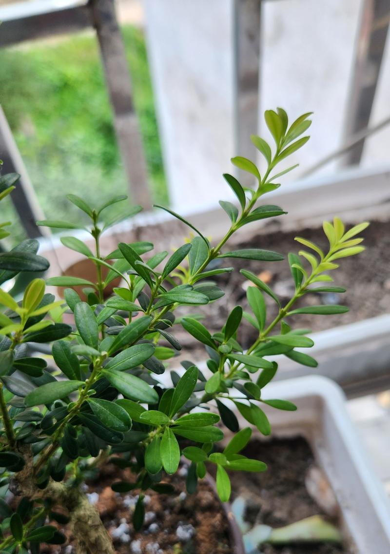 贵州有哪些特有的盆栽植物种类？这些植物的特性如何？