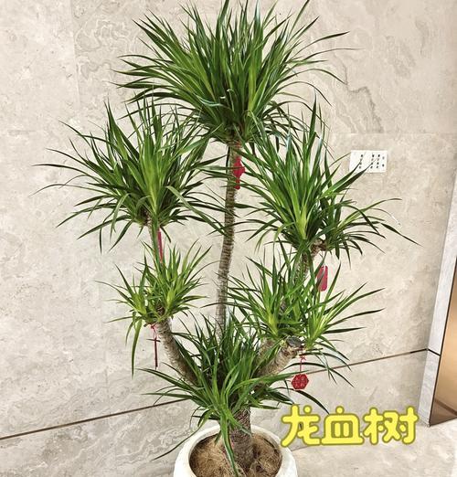 贵州有哪些特有的盆栽植物种类？这些植物的特性如何？