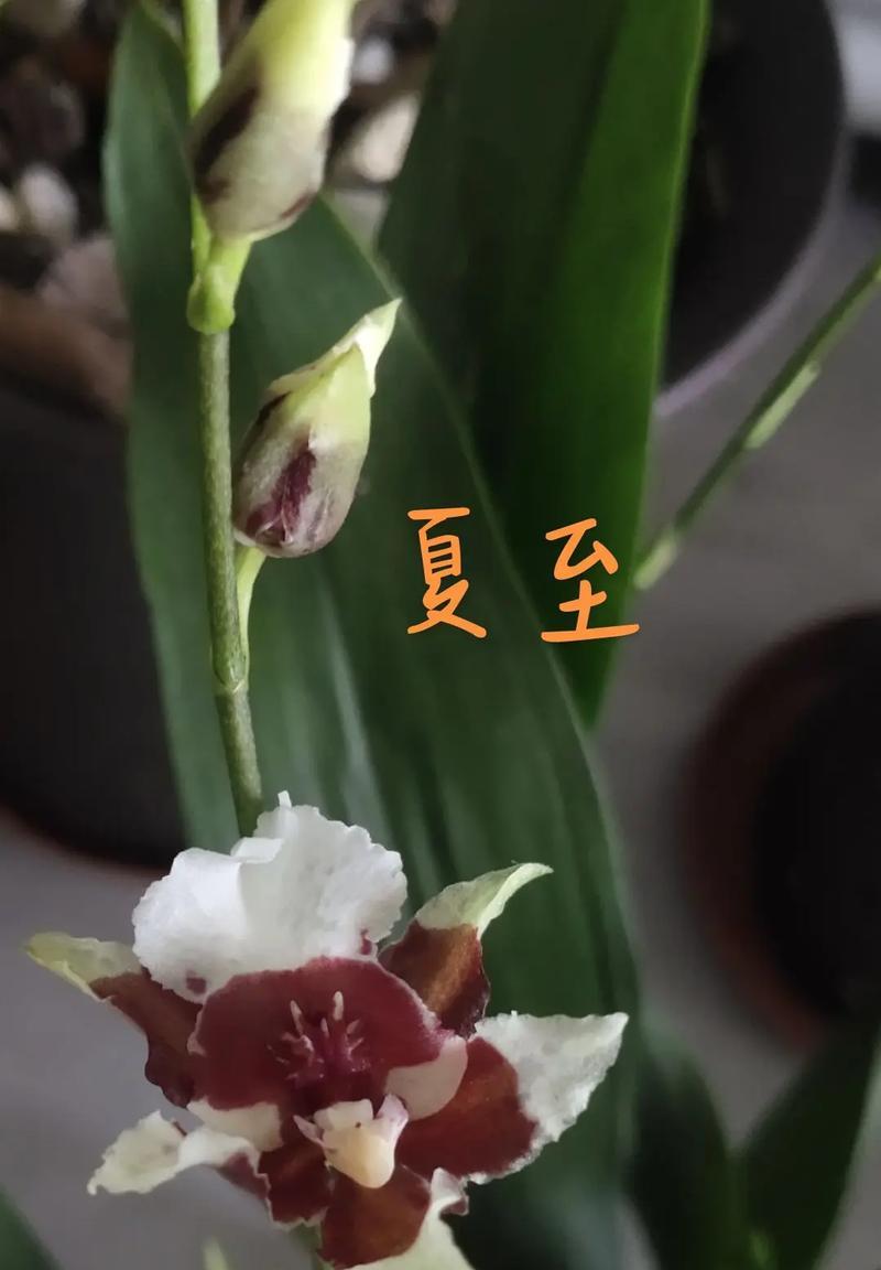 夏至的花卉有什么？如何在夏季保持花卉的健康生长？