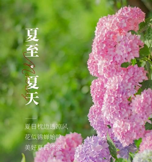 夏至的花卉有什么？如何在夏季保持花卉的健康生长？
