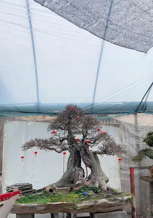 植物老桩盆景制作技巧有哪些？
