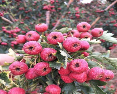 山楂砧木适合嫁接哪些花卉？嫁接后的效果如何？