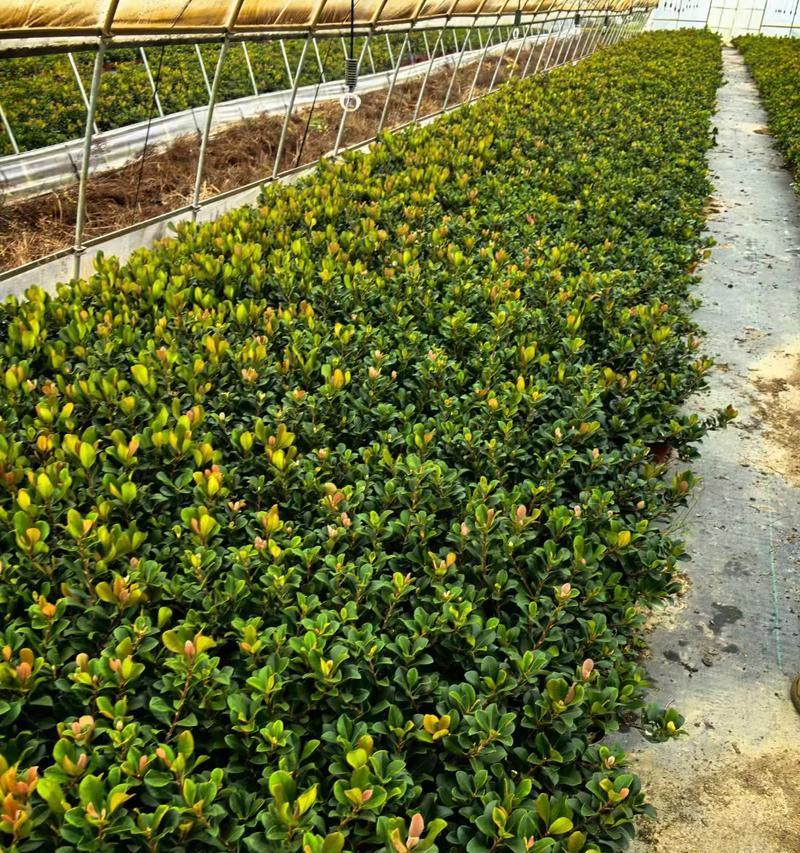 公路旁适合种植哪些灌木花卉？它们的养护要点是什么？