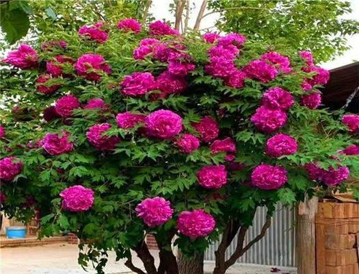 公路旁适合种植哪些灌木花卉？它们的养护要点是什么？