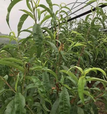 植物缺钙时会有哪些表现？