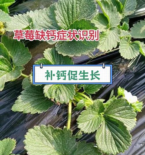 植物缺钙时会有哪些表现？