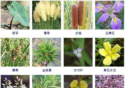 水里生长的植物有哪些？它们的生长条件是什么？
