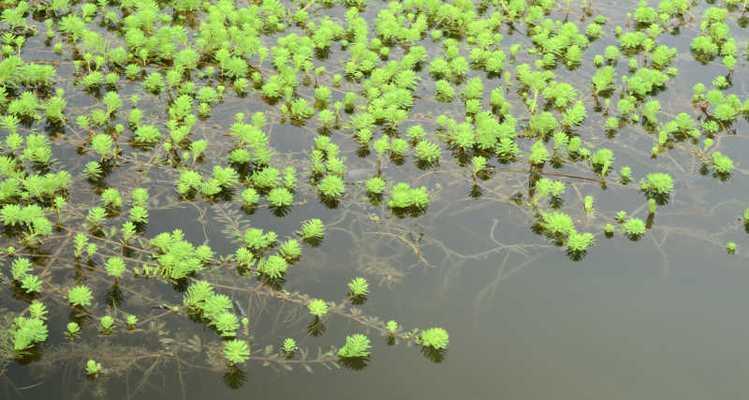 水里生长的植物有哪些？它们的生长条件是什么？