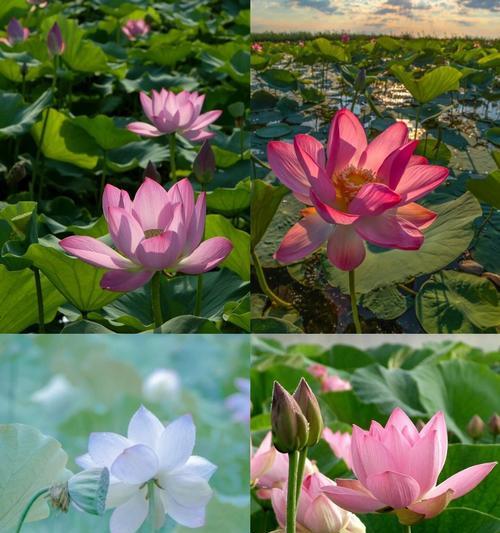 水里生长的植物有哪些？它们的生长条件是什么？