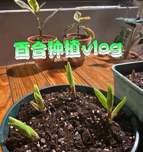 如何写好百合种植的愿景？有哪些要点需要注意？