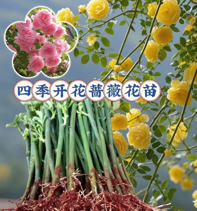 地种蔷薇多久能爬藤？如何促进其快速生长？