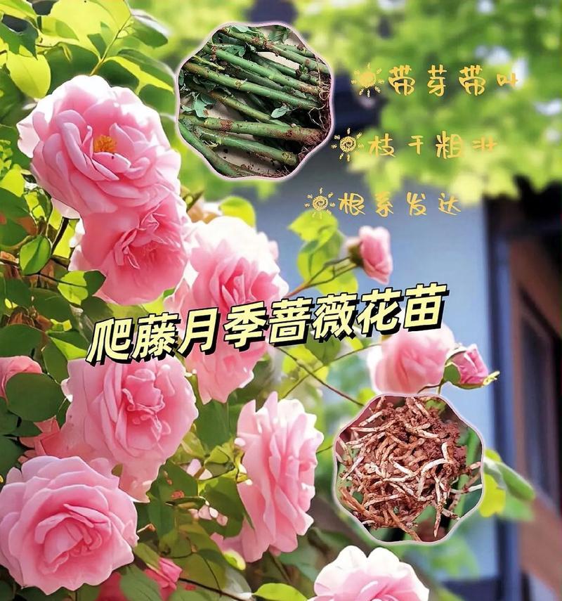 地种蔷薇多久能爬藤？如何促进其快速生长？
