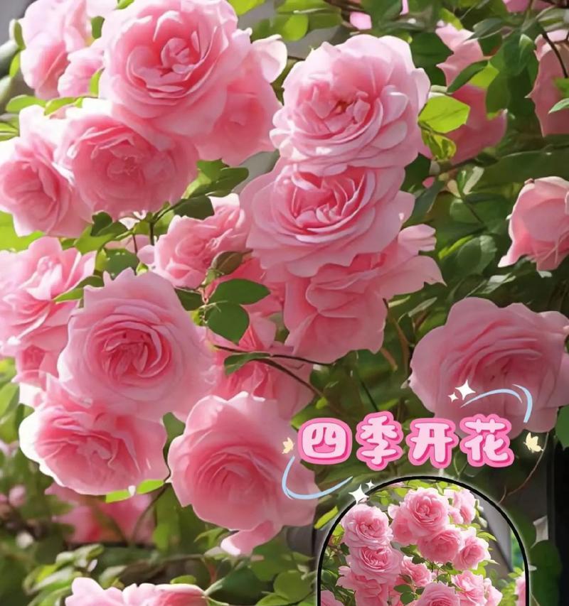 地种蔷薇多久能爬藤？如何促进其快速生长？