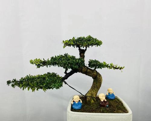老桩精品盆景花卉有哪些种类？如何挑选？