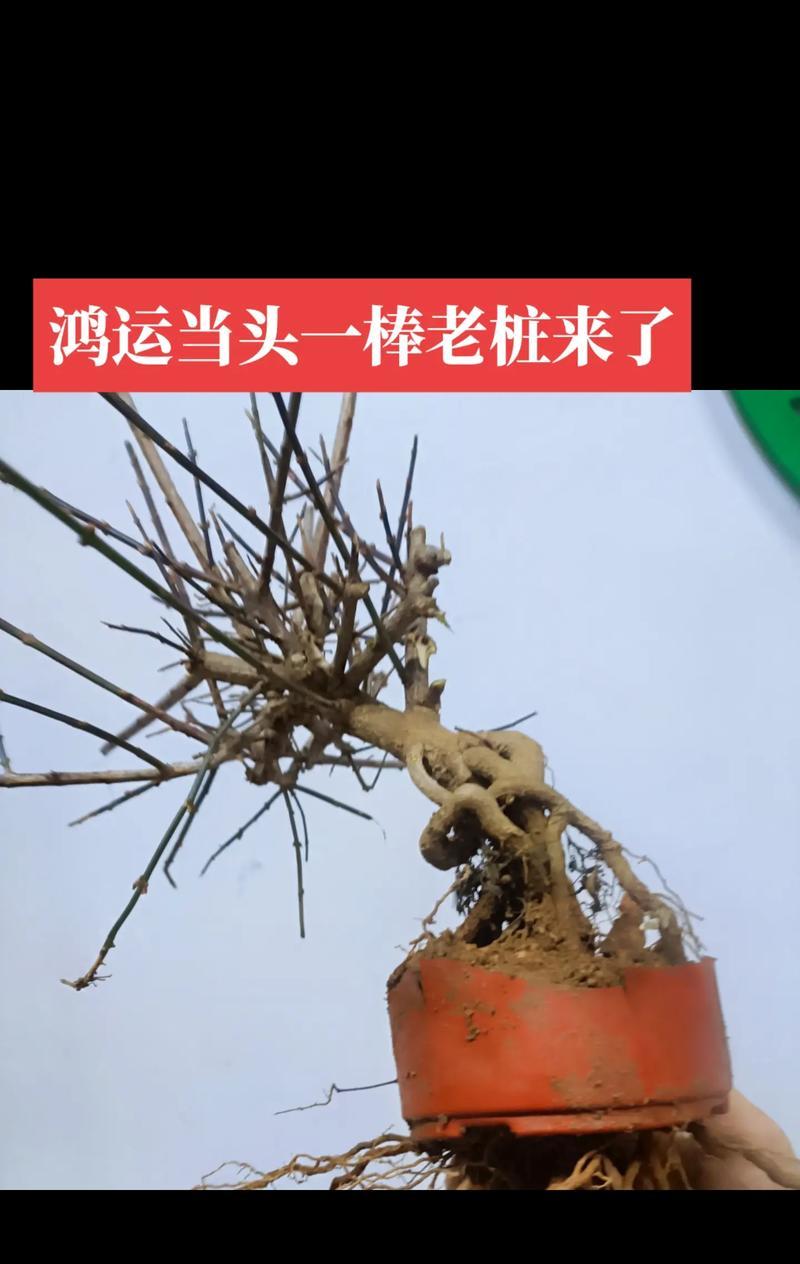 老桩精品盆景花卉有哪些种类？如何挑选？