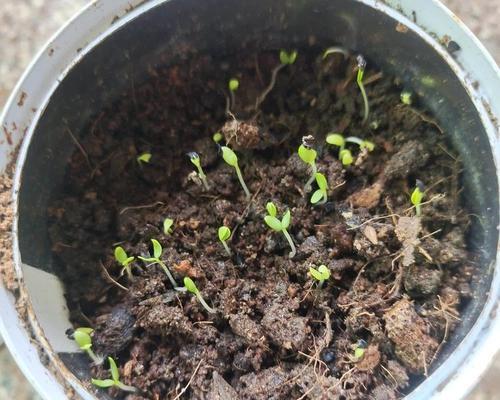 花盆种植康乃馨的步骤和注意事项是什么？