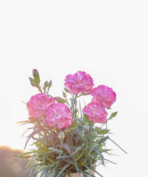 花盆种植康乃馨的步骤和注意事项是什么？