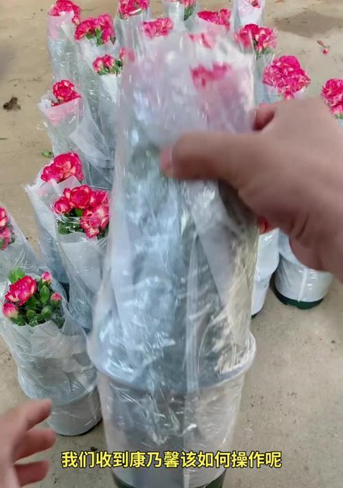 花盆种植康乃馨的步骤和注意事项是什么？