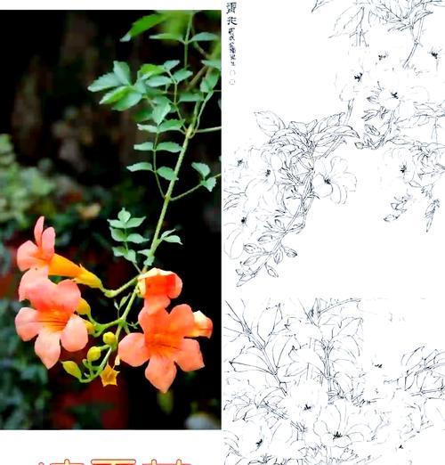 有一种植物叫龙什么花？如何识别和养护？