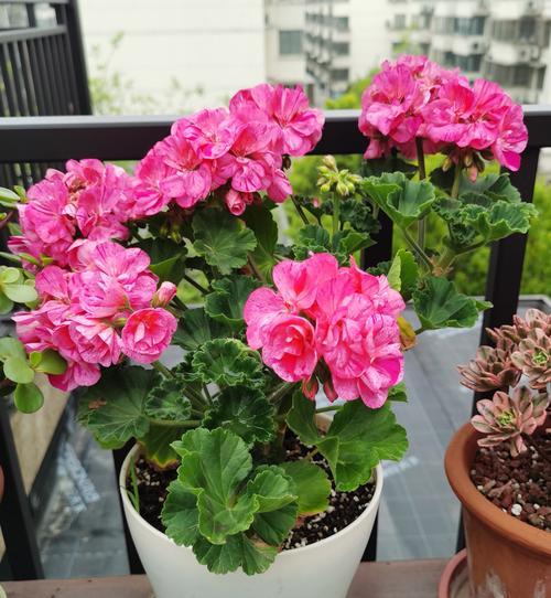 有一种植物叫龙什么花？如何识别和养护？