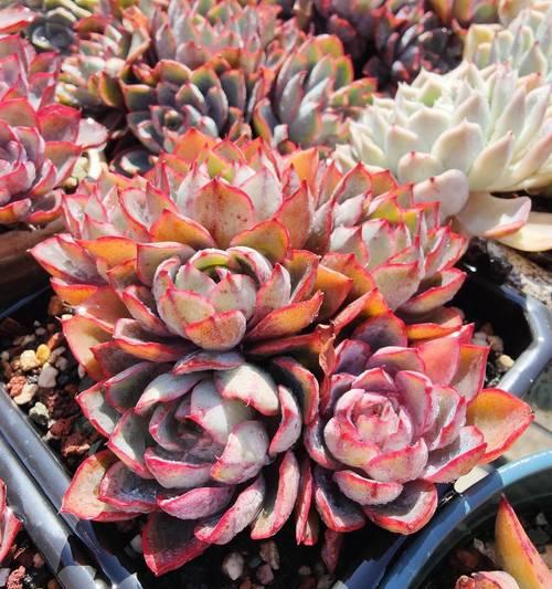 多肉植物怎么移栽步骤？移栽后的护理方法是什么？