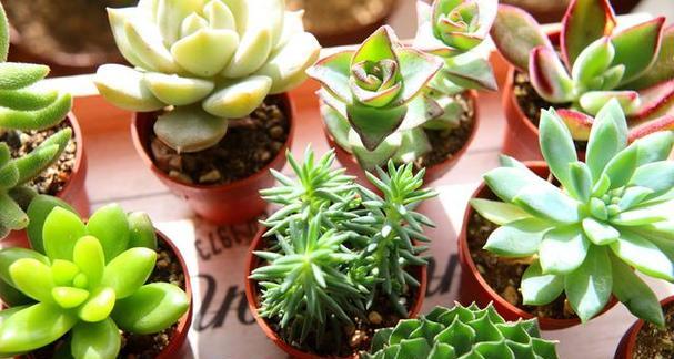 多肉植物怎么移栽步骤？移栽后的护理方法是什么？
