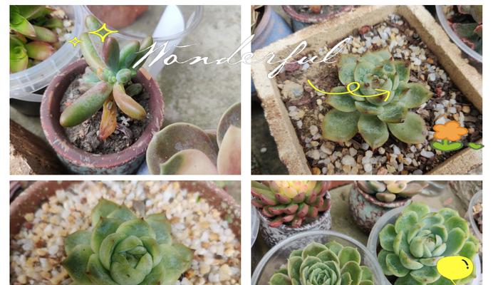 多肉植物怎么移栽步骤？移栽后的护理方法是什么？