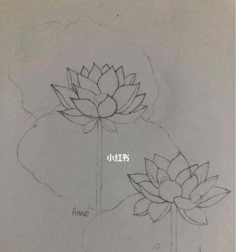 植物画加简介怎么画？步骤和技巧是什么？