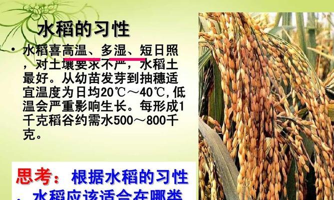 “下水稻”是什么意思？这个表达在农业中有何含义？