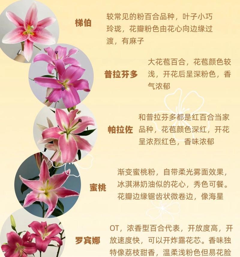 处百合在花语中代表什么含义？