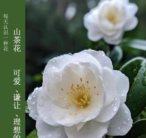 花卉画取名不晚的寓意是什么？如何理解其深层含义？
