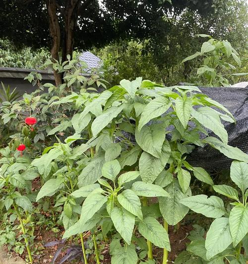 唐植物的梗是什么意思？这个梗背后的故事是什么？