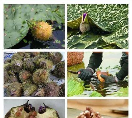 唐植物的梗是什么意思？这个梗背后的故事是什么？
