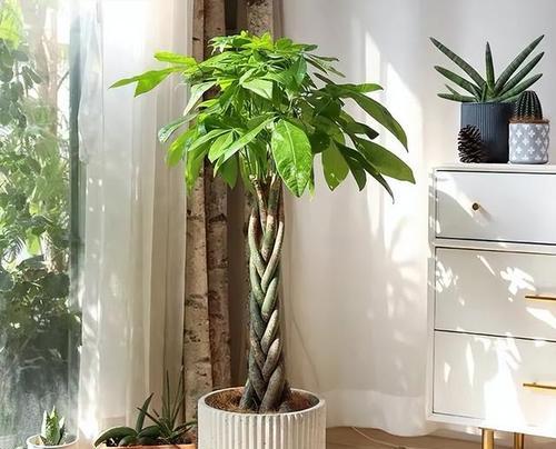 老人过生日送什么盆栽植物好？哪种盆栽植物适合送给老人？