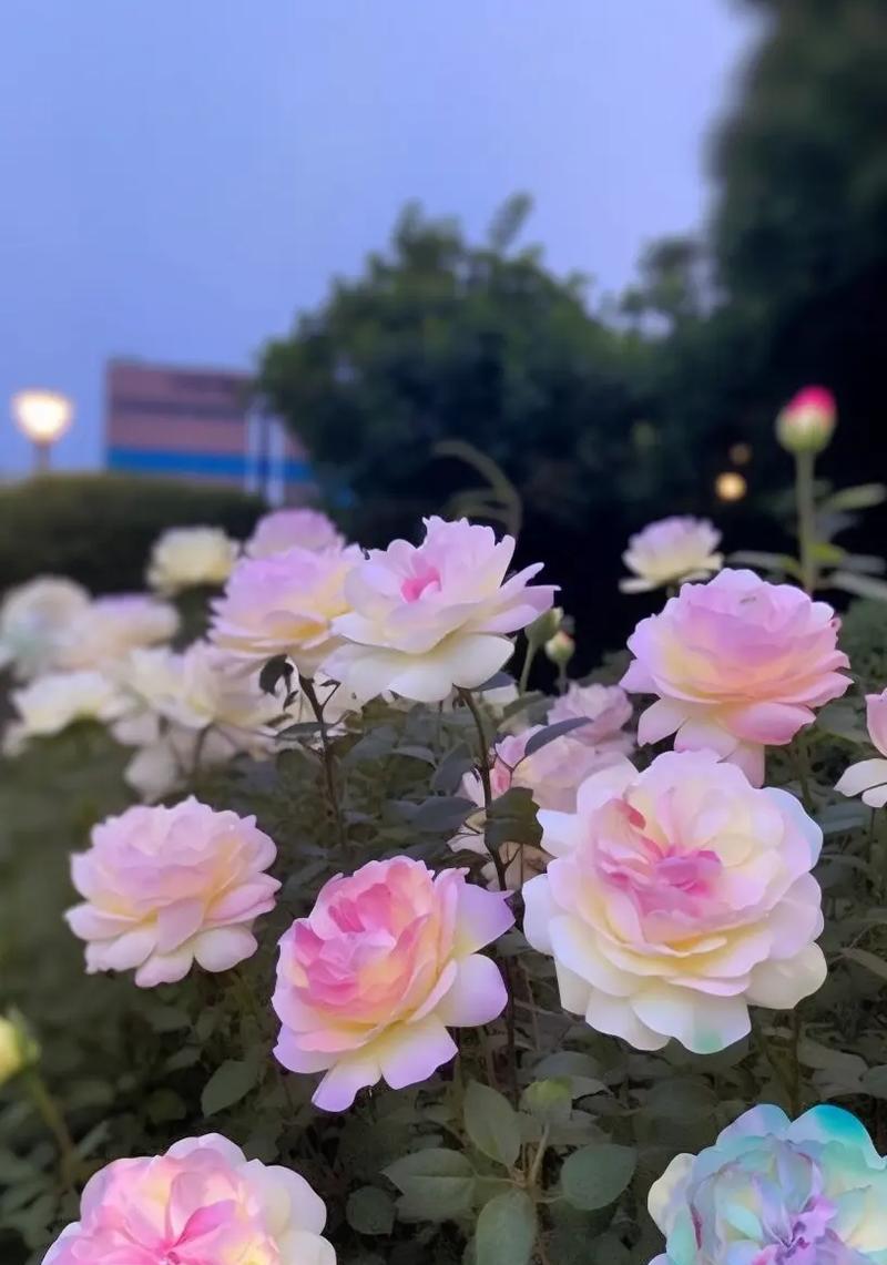 七彩玫瑰代表什么？花语有哪些独特含义？