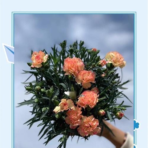18朵康乃馨的花语是什么？送18朵康乃馨有何寓意？