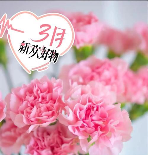 18朵康乃馨的花语是什么？送18朵康乃馨有何寓意？