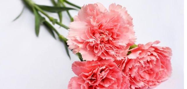18朵康乃馨的花语是什么？送18朵康乃馨有何寓意？