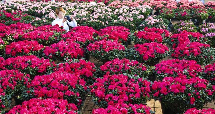 伟健花卉市场运营团队有哪些？他们的主要职责是什么？