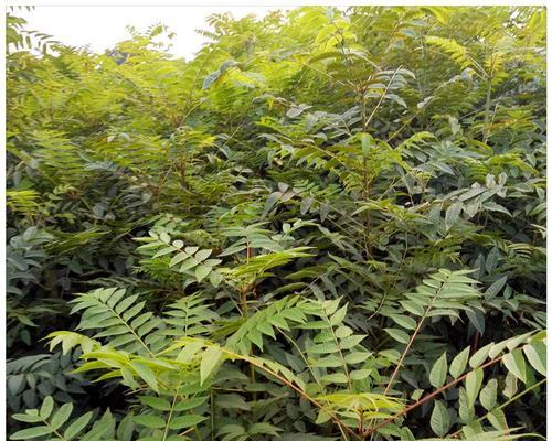春天树本植物有哪些？它们的生长习性是什么？