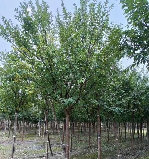 春天树本植物有哪些？它们的生长习性是什么？