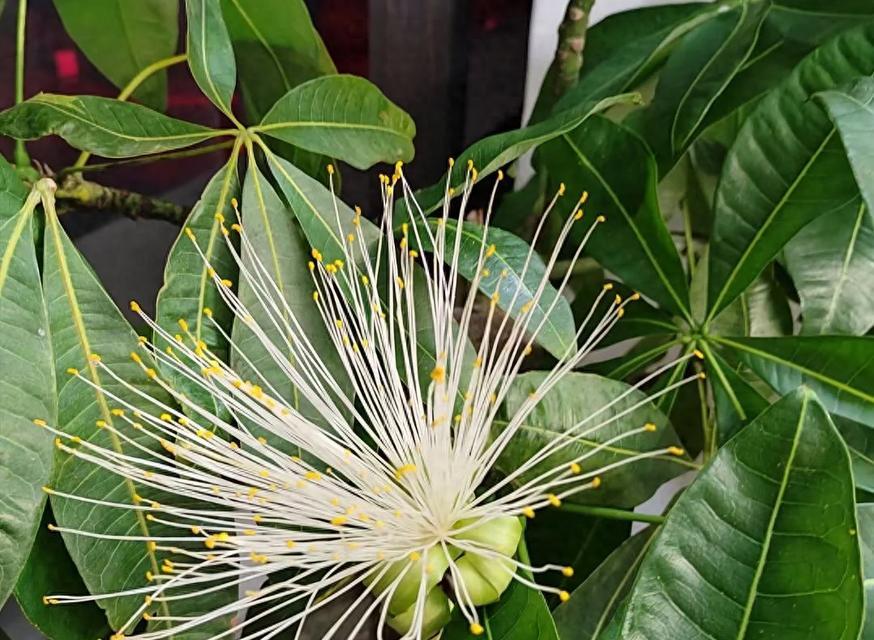 春天树本植物有哪些？它们的生长习性是什么？