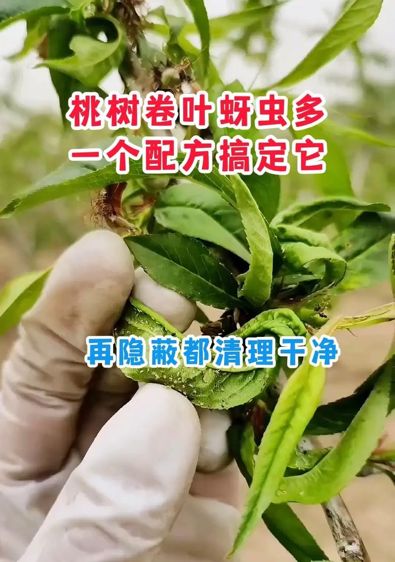 去蚜虫的小配方是什么意思？我想听别人唱白玫瑰又是什么意思？