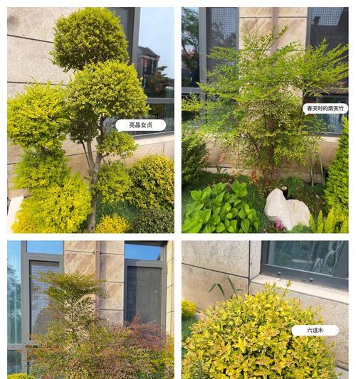 冬天适合种植哪些植物？