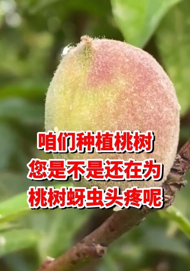 去蚜虫的小配方是什么意思？我想听别人唱白玫瑰又是什么意思？