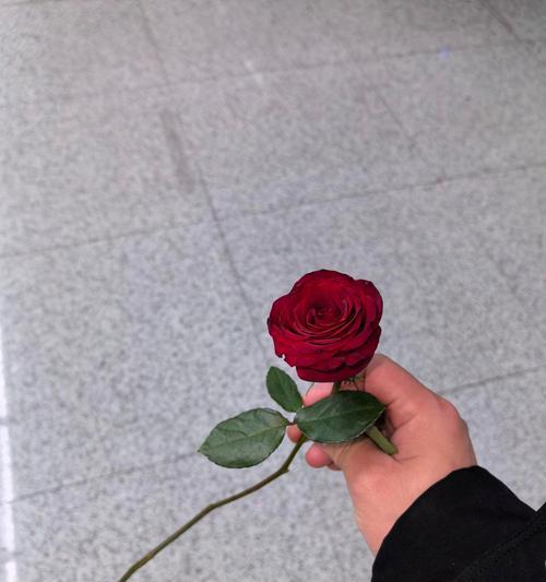 捡到玫瑰花在婚礼上意味着什么？它有什么特别的含义吗？