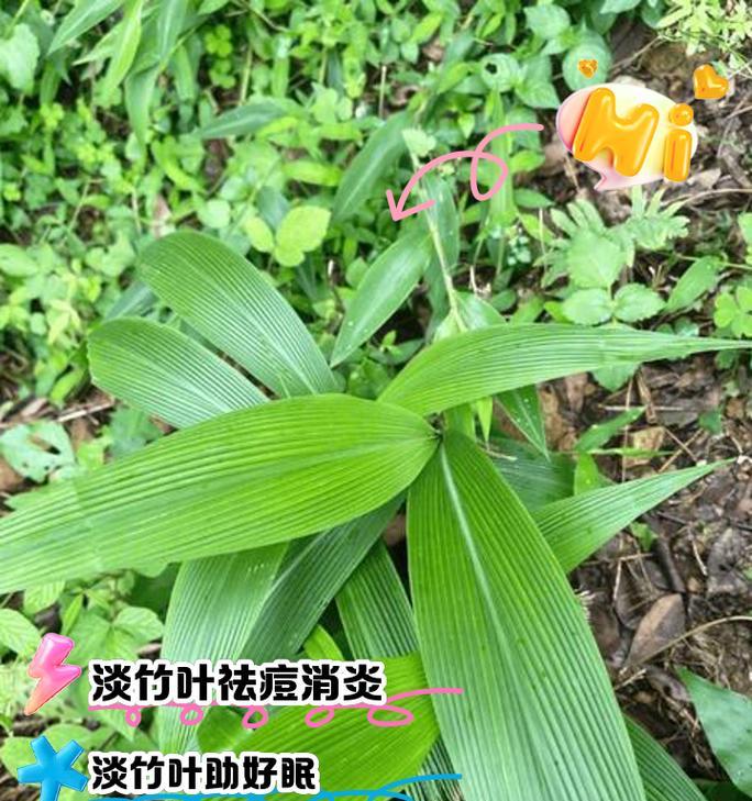 淡竹叶花卉有哪些园艺品种？它们的养护技巧是什么？