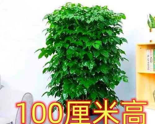 乔迁新居送什么植物？哪些植物适合新家？